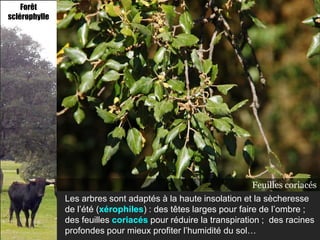 Forêt
sclérophylle




                                                               Feuilles coriacés
               Les arbres sont adaptés à la haute insolation et la sècheresse
               de l’été (xérophiles) : des têtes larges pour faire de l’ombre ;
               des feuilles coriacés pour réduire la transpiration ; des racines
               profondes pour mieux profiter l’humidité du sol…
 