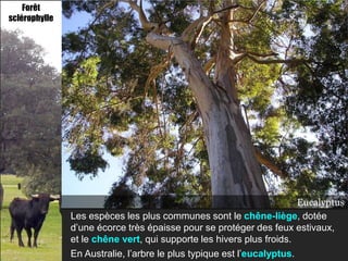 Forêt
sclérophylle




                                                                      Chêne-liège
                                                                       Eucalyptus
                                                                       Chêne vert
               Les espèces les plus communes sont le chêne-liège, dotée
               d’une écorce très épaisse pour se protéger des feux estivaux,
               et le chêne vert, qui supporte les hivers plus froids.
               En Australie, l’arbre le plus typique est l’eucalyptus.
 