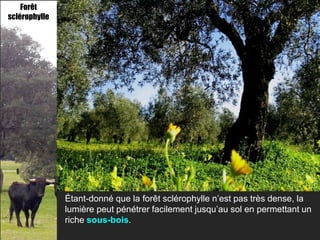 Forêt
sclérophylle




               Étant-donné que la forêt sclérophylle n’est pas très dense, la
               lumière peut pénétrer facilement jusqu’au sol en permettant un
               riche sous-bois.
 