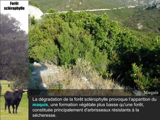 Forêt
sclérophylle




                                                                        Maquis
               La dégradation de la forêt sclérophylle provoque l’apparition du
               maquis, une formation végétale plus basse qu'une forêt,
               constituée principalement d'arbrisseaux résistants à la
               sécheresse.
 