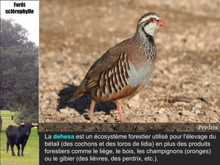 Forêt
sclérophylle




                                                       Liège (saca delCochons
                                                                 Toro corcho)
                                                                      Oronges
                                                                       Perdrix
                                                                       deLiège
                                                                          lidia
               La dehesa est un écosystème forestier utilisé pour l'élevage du
               bétail (des cochons et des toros de lidia) en plus des produits
               forestiers comme le liège, le bois, les champignons (oronges)
               ou le gibier (des lièvres, des perdrix, etc.).
 