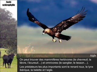 Forêt
sclérophylle




                                                                  Lynx Écureuil
                                                                       ibérique
                                                                     Chevreuil
                                                                   RenardAigle
                                                                       Sanglier
                                                                        Tesson
                                                                         Belette
                                                                          Lièvre
                                                                            roux
               On peut trouver des mammifères herbivores (le chevreuil, la
               lièvre, l’écureuil…) et omnivores (le sanglier, le tesson…).
               Les prédateurs les plus importants sont le renard roux, le lynx
               ibérique, la belette et l’aigle.
 