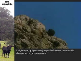 Forêt
sclérophylle




               L’aigle royal, qui peut voir jusqu'à 500 mètres, est capable
               d’emporter de grosses proies.
 