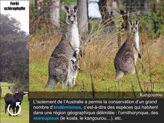 Forêt
sclérophylle




                                                                   Kangourou
                                                                Ornithorynque
                                                                        Koala



 
               L’isolement de l’Australie a permis la conservation d’un grand
               nombre d’endémismes, c’est-à-dire des espèces qui habitent
               dans une région géographique délimitée : l’ornithorynque, des
               marsupiaux (le koala, le kangourou…), etc.
 