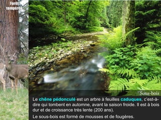 Forêt
tempérée




                                                           Chêne pédonculé
                                                                 Sous-bois
           Le chêne pédonculé est un arbre à feuilles caduques, c’est-à-
           dire qui tombent en automne, avant la saison froide. Il est à bois
           dur et de croissance très lente (200 ans).
           Le sous-bois est formé de mousses et de fougères.
 