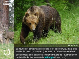 Forêt
tempérée




                                                                   Ours brun
                                                                      Castor
                                                                     Martre




           La faune est similaire à celle de la forêt sclérophylle, mais plus
           variée (le castor, la martre...) à cause de l’abondance de l’eau.
           Les animaux sont adaptés à l’hiver à travers de l’augmentation
           de la taille (la lièvre) ou de la léthargie (l’ours brun).
 