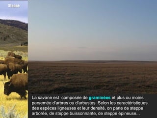 Steppe




         La savane est composée de graminées et plus ou moins
         parsemée d'arbres ou d'arbustes. Selon les caractéristiques
         des espèces ligneuses et leur densité, on parle de steppe
         arborée, de steppe buissonnante, de steppe épineuse...
 