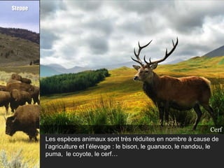Steppe




                                                                 Nandou
                                                                   Bison
                                                                 Guanaco
                                                                  Coyote
                                                                   Puma
                                                                    Cerf
         Les espèces animaux sont très réduites en nombre à cause de
         l’agriculture et l’élevage : le bison, le guanaco, le nandou, le
         puma, le coyote, le cerf…
 