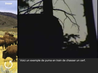 Steppe





         Voici un exemple de puma en train de chasser un cerf.
 