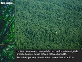 Forêt tropicale




                  La forêt tropicale est caractérisée par une formation végétale
                  arborée haute et dense grâce à l’élevée humidité.
                  Ses arbres peuvent atteindre des hauteurs de 30 à 50 m.
 