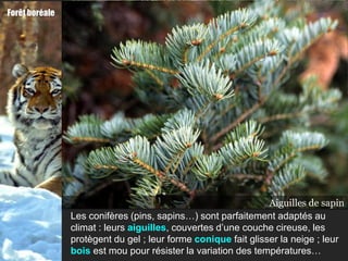 Forêt boréale




                                         Pin                    Aiguilles dede pin
                                                                  Aiguilles Sapin
                                                                              sapin
                Les conifères (pins, sapins…) sont parfaitement adaptés au
                climat : leurs aiguilles, couvertes d’une couche cireuse, les
                protègent du gel ; leur forme conique fait glisser la neige ; leur
                bois est mou pour résister la variation des températures…
 