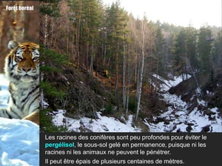 Forêt boréal




               Les racines des conifères sont peu profondes pour éviter le
               pergélisol, le sous-sol gelé en permanence, puisque ni les
               racines ni les animaux ne peuvent le pénétrer.
               Il peut être épais de plusieurs centaines de mètres.
 