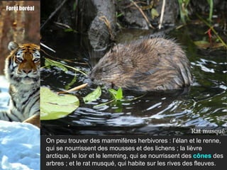 Forêt boréal




                                                                 Lièvre arctique
                                                                    Rat musqué
                                                                            Élan
                                                                      Lemming
                                                                          Renne
                                                                          Cônes
                                                                           Loirs
               On peu trouver des mammifères herbivores : l’élan et le renne,
               qui se nourrissent des mousses et des lichens ; la lièvre
               arctique, le loir et le lemming, qui se nourrissent des cônes des
               arbres ; et le rat musqué, qui habite sur les rives des fleuves.
 