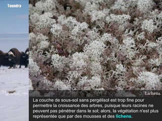 Toundra




                                                         La toundra en été
                                                                  Lichens
          La couche de sous-sol sans pergélisol est trop fine pour
          permettre la croissance des arbres, puisque leurs racines ne
          peuvent pas pénétrer dans le sol; alors, la végétation n'est plus
          représentée que par des mousses et des lichens.
 