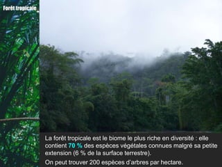 Forêt tropicale




                  La forêt tropicale est le biome le plus riche en diversité : elle
                  contient 70 % des espèces végétales connues malgré sa petite
                  extension (6 % de la surface terrestre).
                  On peut trouver 200 espèces d’arbres par hectare.
 