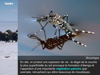 Toundra




                                                     Étangs de Moustique
                                                               la toundra
                                                               Nénuphar
          En été, on produit une explosion de vie : le dégel de la couche
          la plus superficielle du sol provoque la formation d’étangs et
          l’apparition d’une importante végétation palustre (par
          exemple, nénuphars) qui attire beaucoup de moustiques.
 