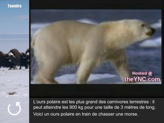 Toundra





          L’ours polaire est les plus grand des carnivores terrestres : il
          peut atteindre les 900 kg pour une taille de 3 mètres de long.
          Voici un ours polaire en train de chasser une morse.
 
