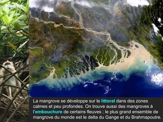 Mangrove




           La mangrove se développe sur le littoral dans des zones
           calmes et peu profondes. On trouve aussi des mangroves à
           l’embouchure de certains fleuves ; le plus grand ensemble de
           mangrove du monde est le delta du Gange et du Brahmapoutre.
 