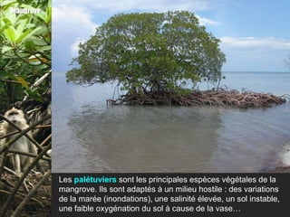 Mangrove




           Les palétuviers sont les principales espèces végétales de la
           mangrove. Ils sont adaptés à un milieu hostile : des variations
           de la marée (inondations), une salinité élevée, un sol instable,
           une faible oxygénation du sol à cause de la vase…
 