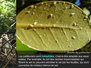 Mangrove




                                                           Palétuvier immergé
                                                          Feuille de palétuvier
           Les palétuviers sont halophiles, c’est-à-dire adaptés aux eaux
           salées. Par exemple, ils ont des racines imperméables qui
           filtrent le sel ou peuvent sécréter le sel par les feuilles, qui sont
           couvertes de cristaux blancs de sel.
 