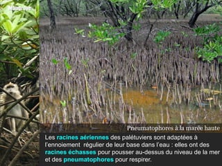 Mangrove




                                                                 basse
                                       Pneumatophores à la marée haute
                                       Racines échasses
           Les racines aériennes des palétuviers sont adaptées à
           l’ennoiement régulier de leur base dans l’eau : elles ont des
           racines échasses pour pousser au-dessus du niveau de la mer
           et des pneumatophores pour respirer.
 
