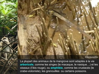 Mangrove




                                                              Ibis rouge
                                                               Macaque
                                                             Grenouille
                                                      Crabes-violonistes
                                                                Nasique
           La plupart des animaux de la mangrove sont adaptés à la vie
           arboricole, comme les singes (le macaque, le nasique…) et les
           oiseaux (l’ibis rouge), ou amphibie, comme les crustacés (le
           crabe-violoniste), les grenouilles ou certains poissons.
 