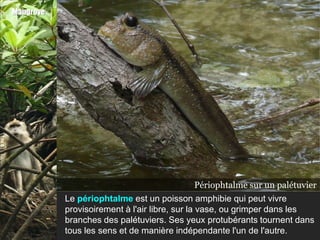 Mangrove




                                           Périophtalme sur un sur la l’eau
                                                 Périophtalme palétuvier
                                                 Périophtalme dans vase
           Le périophtalme est un poisson amphibie qui peut vivre
           provisoirement à l'air libre, sur la vase, ou grimper dans les
           branches des palétuviers. Ses yeux protubérants tournent dans
           tous les sens et de manière indépendante l'un de l'autre.
 