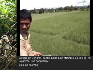 Mangrove




           Le tigre de Bengale, dont le poids peut atteindre les 280 kg, est
           un animal très dangereux.
           Voici un exemple.
 