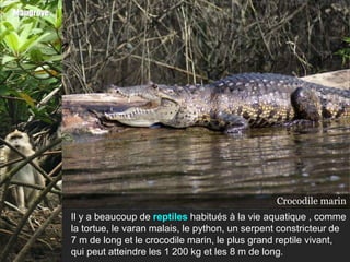 Mangrove




                                                           CrocodileTortue
                                                                    marin
                                                              VaranPython
                                                                    malais
           Il y a beaucoup de reptiles habitués à la vie aquatique , comme
           la tortue, le varan malais, le python, un serpent constricteur de
           7 m de long et le crocodile marin, le plus grand reptile vivant,
           qui peut atteindre les 1 200 kg et les 8 m de long.
 