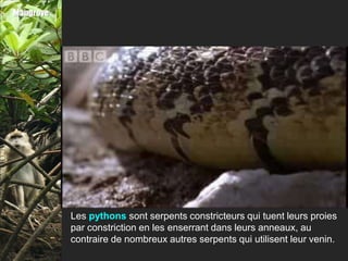 Mangrove




           Les pythons sont serpents constricteurs qui tuent leurs proies
           par constriction en les enserrant dans leurs anneaux, au
           contraire de nombreux autres serpents qui utilisent leur venin.
 