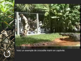 Mangrove





           Voici un exemple de crocodile marin en captivité.
 