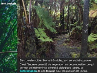 Forêt tropicale




                  Bien qu’elle soit un biome très riche, son sol est très pauvre.
                  C’est l’énorme quantité de végétation en décomposition ce qui
                  permet de maintenir sa diversité biologique ; alors, la
                  déforestation de ces terrains pour les cultiver est inutile.
 