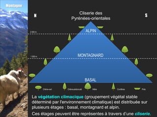 Montagne
                                         Cliserie des
               N                                                              S
                                     Pyrénées-orientales

           2 000 m                                  ALPIN




           1 000 m                          MONTAGNARD




                                                    BASAL

                     Chêne-vert   Chêne-pédonculé      Hêtre   Conifères   Prés


            La végétation climacique (groupement végétal stable
            déterminé par l'environnement climatique) est distribuée sur
            plusieurs étages : basal, montagnard et alpin.
            Ces étages peuvent être représentes à travers d’une cliserie.
 