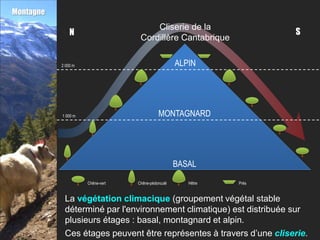Montagne
                                       Cliserie de la
               N                                                      S
                                   Cordillère Cantabrique

           2 000 m                                  ALPIN




           1 000 m                          MONTAGNARD




                                                    BASAL

                     Chêne-vert   Chêne-pédonculé      Hêtre   Prés


            La végétation climacique (groupement végétal stable
            déterminé par l'environnement climatique) est distribuée sur
            plusieurs étages : basal, montagnard et alpin.
            Ces étages peuvent être représentes à travers d’une cliserie.
 