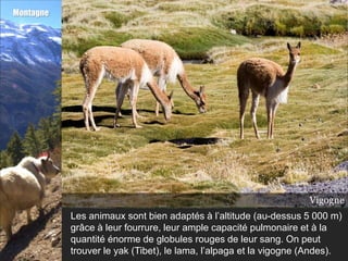 Montagne




                                                                   Vigogne
                                                                    Alpaga
                                                                       Yak
                                                                     Lama
           Les animaux sont bien adaptés à l’altitude (au-dessus 5 000 m)
           grâce à leur fourrure, leur ample capacité pulmonaire et à la
           quantité énorme de globules rouges de leur sang. On peut
           trouver le yak (Tibet), le lama, l’alpaga et la vigogne (Andes).
 