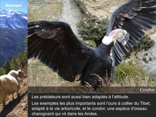 Montagne




                                                                      Condor
                                                       Our à collier du Tibet
                                                               Ours à collier
           Les prédateurs sont aussi bien adaptés à l’altitude.
           Les exemples les plus importants sont l’ours à collier du Tibet,
           adapté à la vie arboricole, et le condor, une espèce d'oiseau
           charognard qui vit dans les Andes.
 