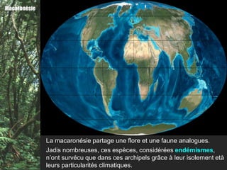 Macaronésie




              La macaronésie partage une flore et une faune analogues.
              Jadis nombreuses, ces espèces, considérées endémismes,
              n’ont survécu que dans ces archipels grâce à leur isolement età
              leurs particularités climatiques.
 