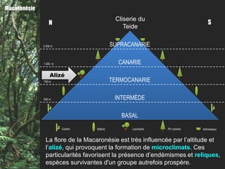 Macaronésie
                                           Cliserie du
                  N                                                             S
                                              Teide

              2 000 m                     SUPRACANARIE

              1 000 m                       CANARIE

                  Alizé
              750 m                       TERMOCANARIE

              500 m                        INTERMÈDE

                                             BASAL

                        Cardón   Sabine          Laurisylve   Pin canarie   Arbrisseaux


               La flore de la Macaronésie est très influencée par l’altitude et
               l’alizé, qui provoquent la formation de microclimats. Ces
               particularités favorisent la présence d’endémismes et reliques,
               espèces survivantes d'un groupe autrefois prospère.
 
