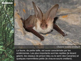 Macaronésie




                                                       Chauve-souris Canaries
                                                                 des oreillard
                                                           Serin Lézard géant
                                                                  Pinson bleu
              La faune, de petite taille, est aussi caractérisée par les
              endémismes. Les plus importants sont les reptiles (le lézard
              géant), les oiseaux (le pinson bleu ou le serin des Canaries) et
              quelques mammifères petits (le chauve-souris oreillard).
 