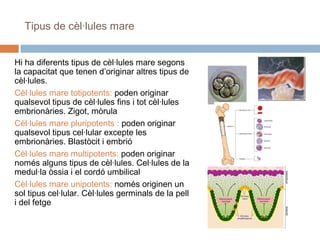 Tipus de cèl·lules mare
Hi ha diferents tipus de cèl·lules mare segons
la capacitat que tenen d’originar altres tipus de
cèl·lules.
Cèl·lules mare totipotents: poden originar
qualsevol tipus de cèl·lules fins i tot cèl·lules
embrionàries. Zigot, mòrula
Cèl·lules mare pluripotents : poden originar
qualsevol tipus cel·lular excepte les
embrionàries. Blastòcit i embrió
Cèl·lules mare multipotents: poden originar
només alguns tipus de cèl·lules. Cel·lules de la
medul·la òssia i el cordó umbilical
Cèl·lules mare unipotents: només originen un
sol tipus cel·lular. Cèl·lules germinals de la pell
i del fetge

 
