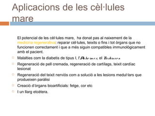 Aplicacions de les cèl·lules
mare
El potencial de les cèl·lules mare, ha donat pas al naixement de la
medicina regenerativa: reparar cèl·lules, teixits o fins i tot òrgans que no
funcionen correctament i que a més siguin compatibles immunològicament
amb el pacient.





Malalties com la diabetis de tipus I, l'A he im e r, el Pa rkins o n
lz
Regeneració de pell cremada, regeneració de cartílags, teixit cardíac
lesionat
Regeneració del teixit nerviós com a solució a les lesions medul·lars que
produeixen paràlisi



Creació d’òrgans bioartificials: fetge, cor etc



I un llarg etcètera.

 