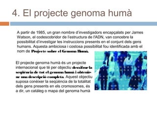 4. El projecte genoma humà
A partir de 1985, un gran nombre d’investigadors encapçalats per James
Watson, el codescobridor de l’estructura de l'ADN, van concebre la
possibilitat d’investigar les instruccions presents en el conjunt dels gens
humans. Aquesta ambiciosa i costosa possibilitat fou identificada amb el
nom de Projecte sobre el Genoma Humà.
El projecte genoma humà és un projecte
internacional que té per objectiu desxifrar la
seqüència de tot el genoma humà i obtenirne una descripció completa. Aquest objectiu
suposa conèixer la seqüència de la totalitat
dels gens presents en els cromosomes, és
a dir, un catàleg o mapa del genoma humà

 