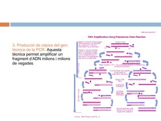 3. Producció de còpies del gen:
tècnica de la PCR. Aquesta
tècnica permet amplificar un
fragment d’ADN milions i milions
de vegades.

 