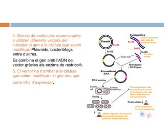 4. Síntesi de molècules recombinants:
s’utilitzen diferents vectors per
introduir el gen a la cèl·lula que volem
modificar. Plàsmids, bacteriòfags
entre d’altres.
Es combina el gen amb l’ADN del
vector gràcies als enzims de restricció.
5. El vector ha d’arribar a la cèl.lula
que volem modificar i el gen nou que
porta s’ha d’expressar

.

 