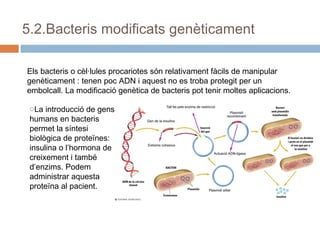 5.2.Bacteris modificats genèticament
Els bacteris o cèl·lules procariotes són relativament fàcils de manipular
genèticament : tenen poc ADN i aquest no es troba protegit per un
embolcall. La modificació genètica de bacteris pot tenir moltes aplicacions.
oLa introducció de gens
humans en bacteris
permet la síntesi
biològica de proteïnes:
insulina o l’hormona de
creixement i també
d’enzims. Podem
administrar aquesta
proteïna al pacient.

 