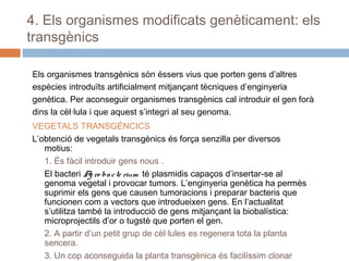 4. Els organismes modificats genèticament: els
transgènics
Els organismes transgènics són éssers vius que porten gens d’altres
espècies introduïts artificialment mitjançant tècniques d’enginyeria
genètica. Per aconseguir organismes transgènics cal introduir el gen forà
dins la cèl·lula i que aquest s’integri al seu genoma.
VEGETALS TRANSGÈNCICS
L’obtenció de vegetals transgènics és força senzilla per diversos
motius:
1. És fàcil introduir gens nous .
El bacteri A ro ba c te rium té plasmidis capaços d’insertar-se al
g
genoma vegetal i provocar tumors. L’enginyeria genètica ha permès
suprimir els gens que causen tumoracions i preparar bacteris que
funcionen com a vectors que introdueixen gens. En l’actualitat
s’utilitza també la introducció de gens mitjançant la biobalística:
microprojectils d’or o tugstè que porten el gen.
2. A partir d’un petit grup de cèl·lules es regenera tota la planta
sencera.
3. Un cop aconseguida la planta transgènica és facilíssim clonar

 