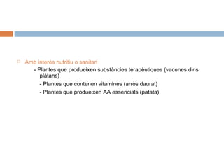 

Amb interès nutritiu o sanitari
- Plantes que produeixen substàncies terapèutiques (vacunes dins
plàtans)
- Plantes que contenen vitamines (arròs daurat)
- Plantes que produeixen AA essencials (patata)

 
