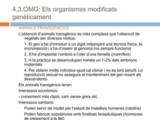 4.3.OMG: Els organismes modificats
genèticament
ANIMALS TRANSGÈNCICS
L’obtenció d’animals transgènics és més complexa que l’obtenció de
vegetals per diversos motius:
1. El gen s’ha d’introduir a un zigot mitjançant una tècnica física, la
microinjecció i s’ha d’inserir al genoma (no sempre funciona)
2. S’ha d’implantar l’embrió a l’úter d’una femella (mamífers)
3. A la pràctica es desenvolupen només un 1-2% dels embrions
implantats
4. Per obtenir molts individus igual cal clonar i no es tant senzill. La
reproducció sexual no assegura el manteniment del gen inserit als
descendents.
Els animals transgènics tenen
Interessos econòmics:
- creixement més ràpid, carn sense greix etc.
Interessos sanitaris:
Poden servir de model per l’estudi de malalties humanes (ratolins)
Poden fabricar substàncies amb finalitats terapèutiques (hormones
de creixement a la llet)

 