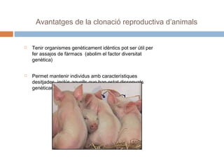Avantatges de la clonació reproductiva d’animals





Tenir organismes genèticament idèntics pot ser útil per
fer assajos de fàrmacs (abolim el factor diversitat
genètica)
Permet mantenir individus amb característiques
desitjades, inclús aquells que han estat dissenyats
genèticament.

 