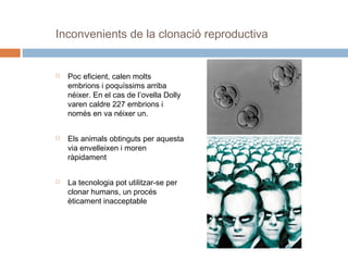 Inconvenients de la clonació reproductiva







Poc eficient, calen molts
embrions i poquíssims arriba
néixer. En el cas de l’ovella Dolly
varen caldre 227 embrions i
només en va néixer un.
Els animals obtinguts per aquesta
via envelleixen i moren
ràpidament
La tecnologia pot utilitzar-se per
clonar humans, un procés
èticament inacceptable

 